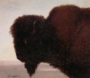 Albert Bierstadt Buffalo Head oil painting reproduction